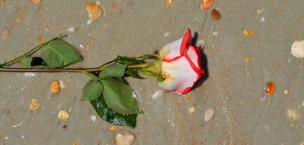 Flower beach