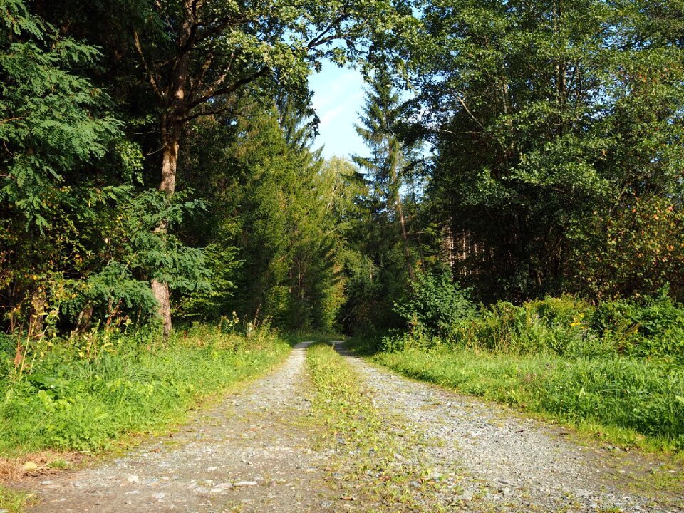 Nature landscape trees