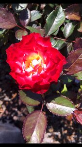 Rosa garden spring