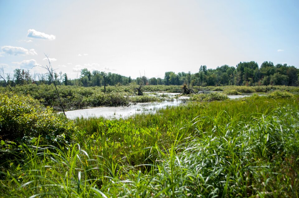 Foam reeds marsh