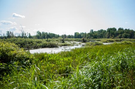 Foam reeds marsh
