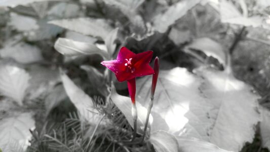 Black and white leaves