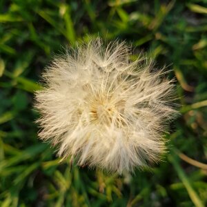 Tooth-of-lion flower grass
