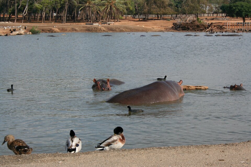 Lake duck