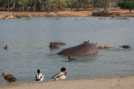Lake duck