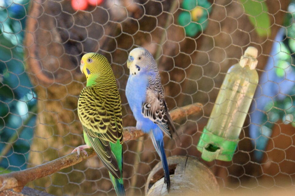 Couple of birds couple parakeet parakeet green