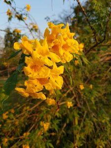 Yellow flower sun photo