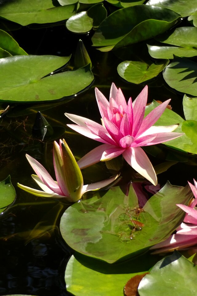 Water lily the aqueous plant pond