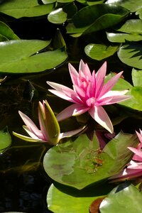 Water lily the aqueous plant pond