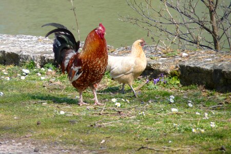 Hen poultry field photo