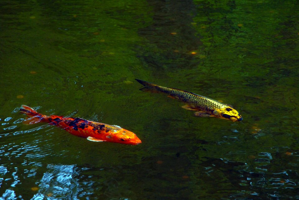 Japan garden green fish