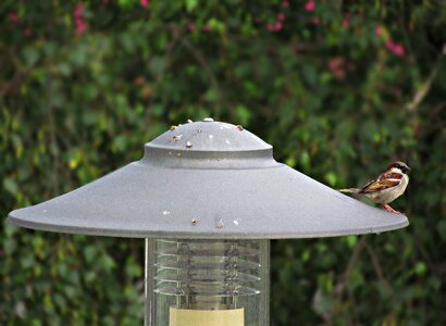 Wróbelek nature pen