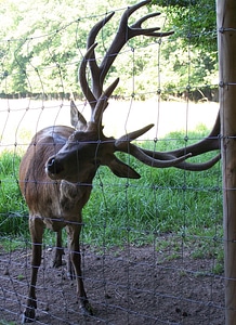 Animal forest enclosure
