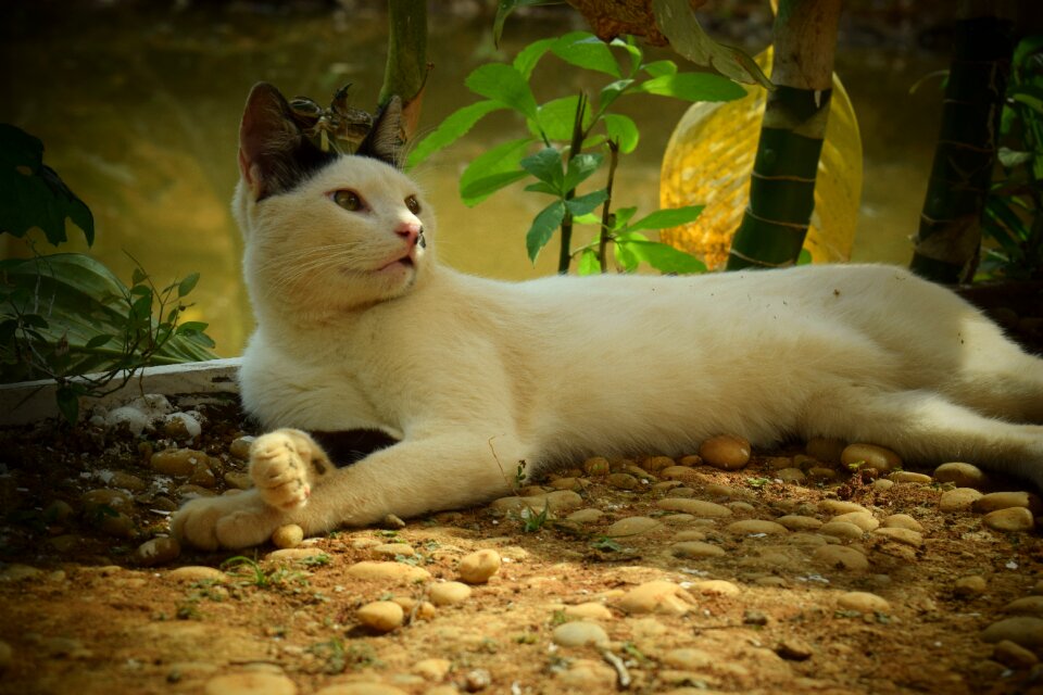 Domestic animals feline stopped house cat