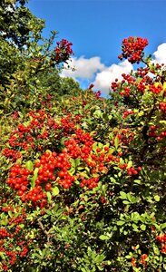 Ornamental plant many berries red