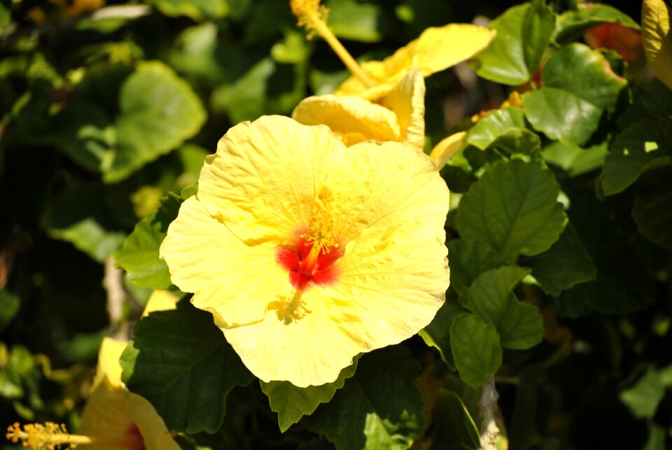 Nature floral exotic