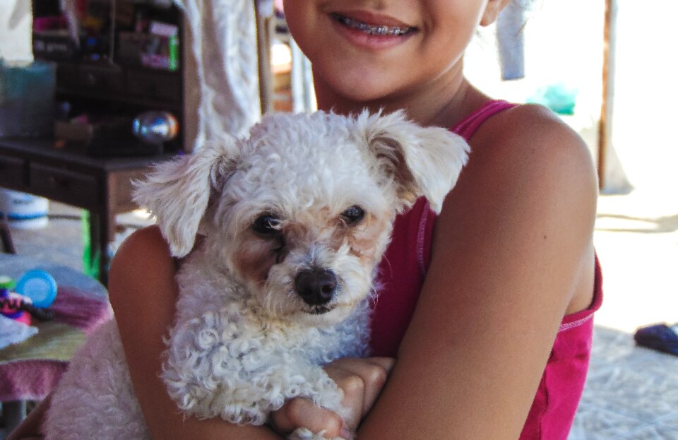 Puppy pet animal domestic animals