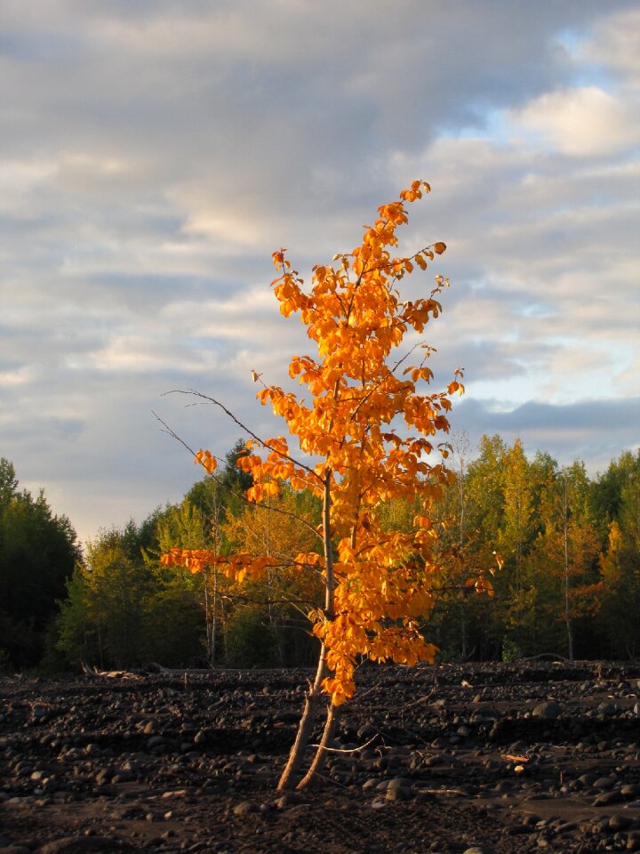 Trees birch fall colors photo