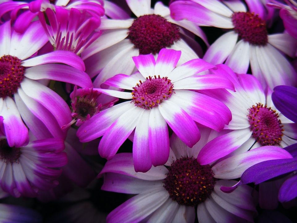 Spring floral season