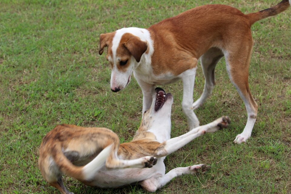 Indian breed playful