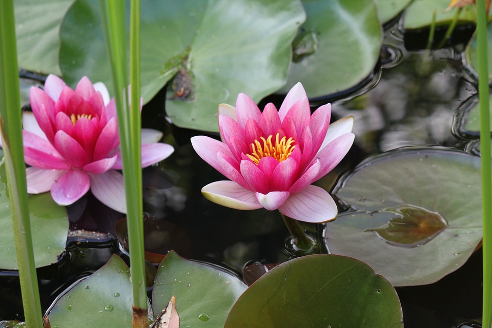 Pond leaves blossom