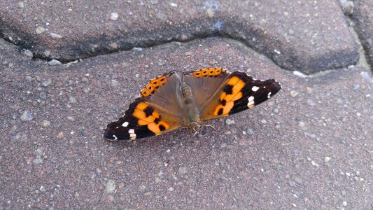 Nature insects affix