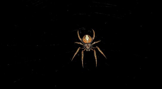 Spider macro arachnid