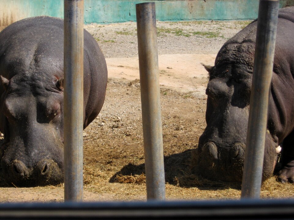 Hippopotamus bars animals