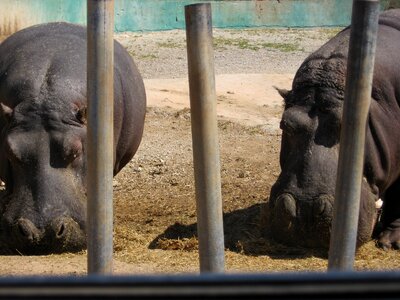 Hippopotamus bars animals photo