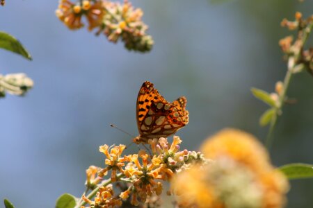 Nature insect admiral