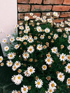 Flowers margaret Free photos