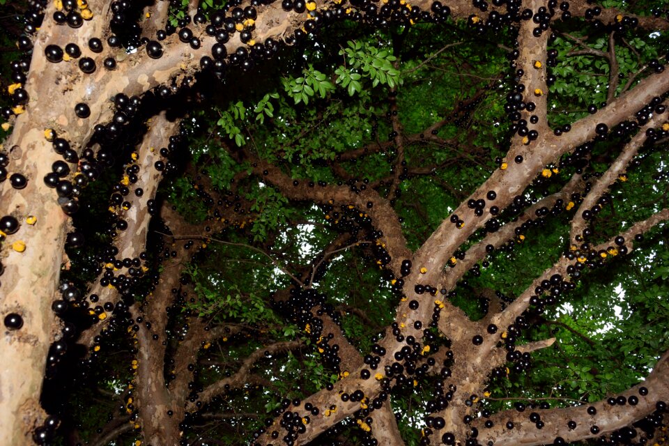 Fruit nature tree
