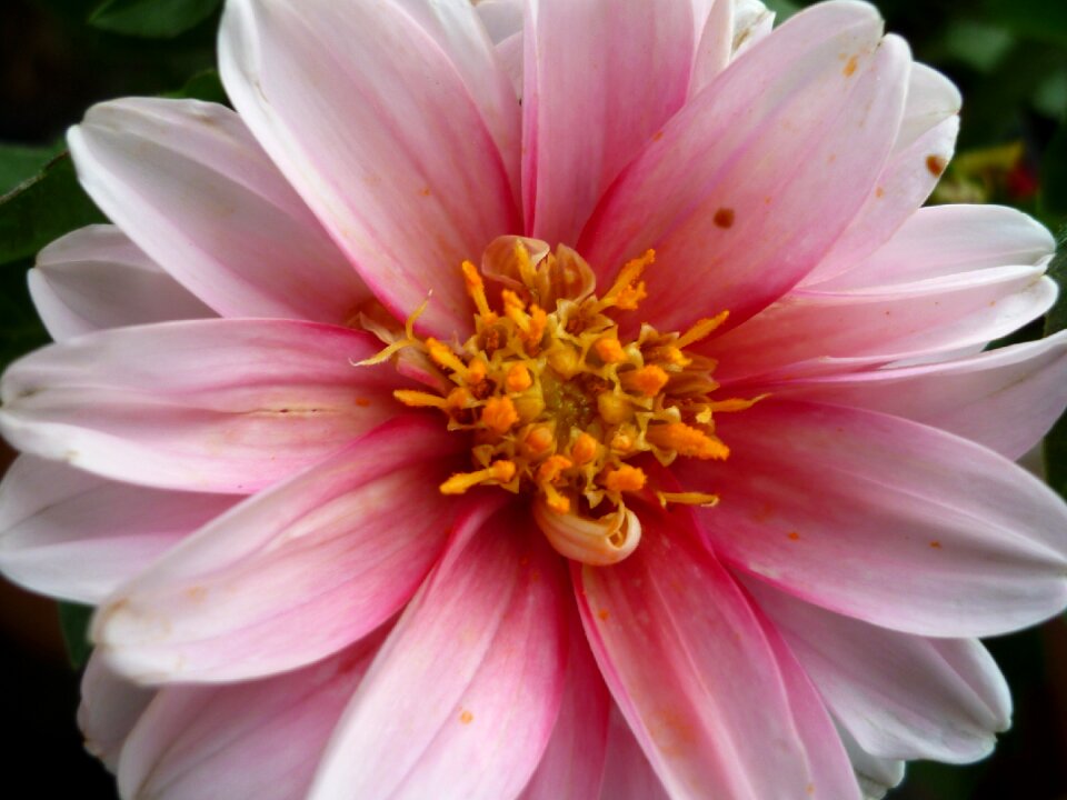 Blood red white petals