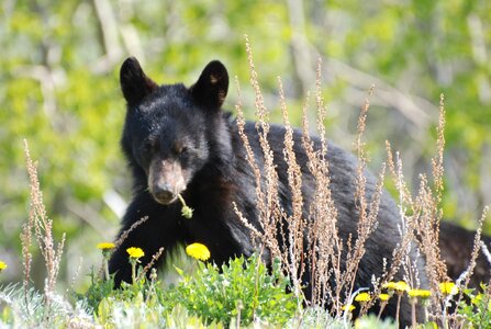 Black bear canada rocky mountains