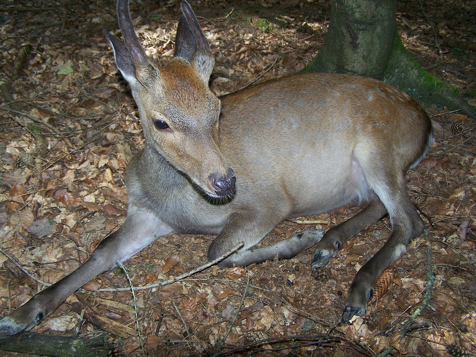 Close up vigilant young animal