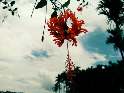 Perfect flower and cloud awesome view