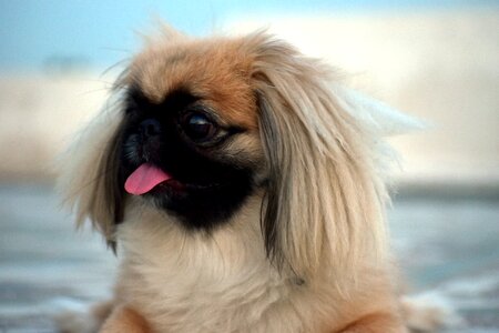 Female pup little tongue