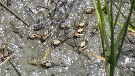Crustacean beach