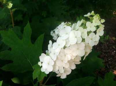 Nature foliage plant
