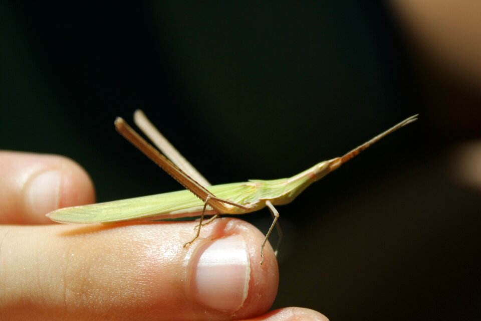 Insects campaign detail