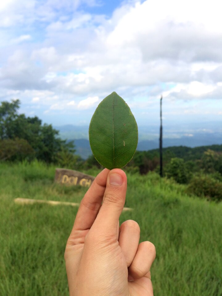 Nature green cloud