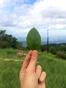 Nature green cloud
