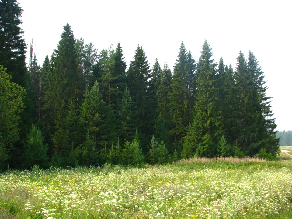 Forest summer nature