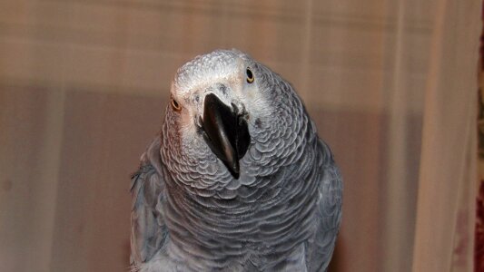 Grey pet bird photo