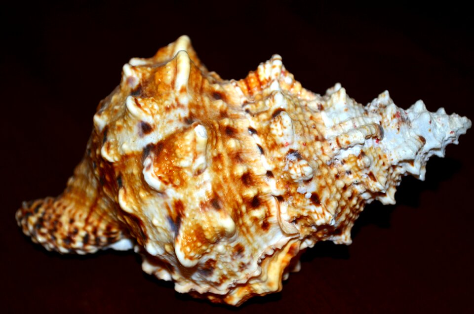Shell spiral Free photos