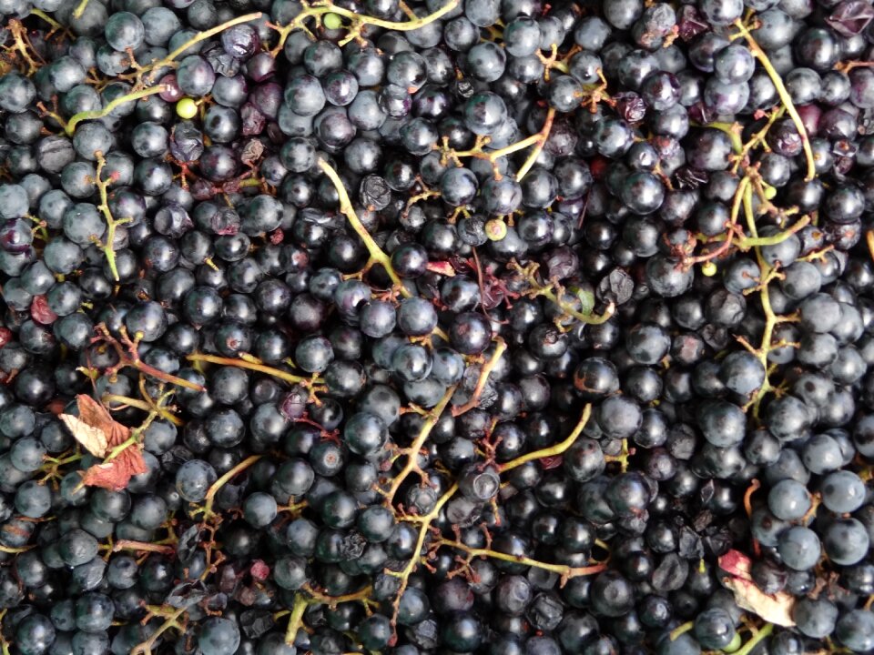Grapes burgundy fruit