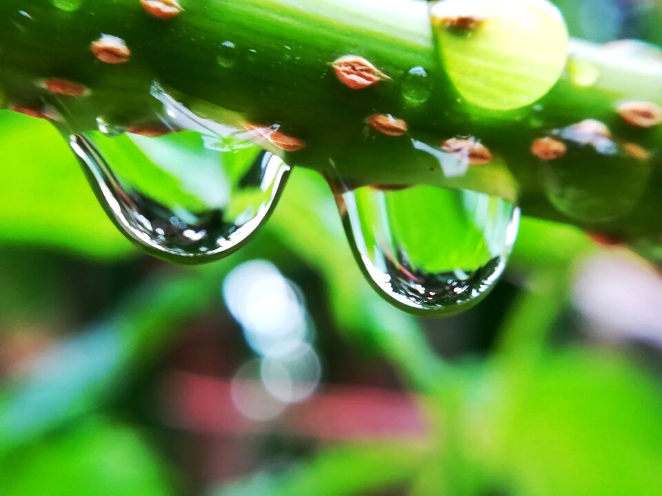 Drops water green nature