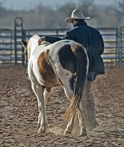 Western animal ranch