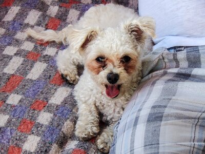 Dog pet puppy