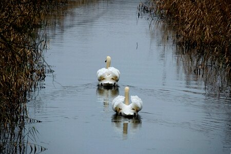 Water bird swans nature